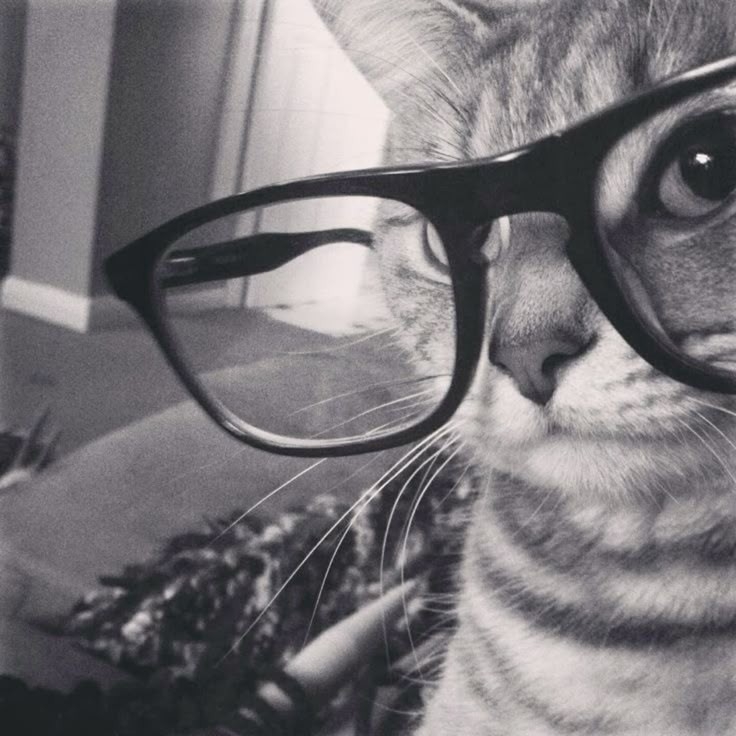 meow kitty